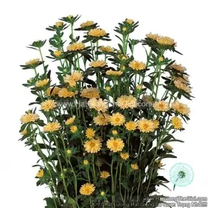 Hạt Giống Hoa Cúc Cắt Cành SERENADE Cúc Nhí Yellow