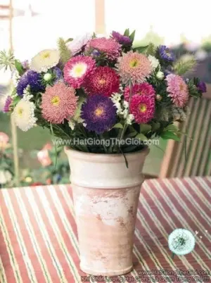 Hạt Giống Hoa Cúc Cắt Cành TG137 Mix