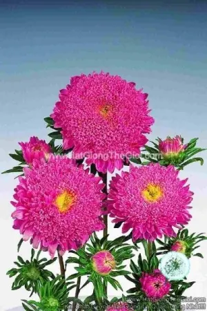 Hạt Giống Hoa Cúc Cắt Cành TG137 Salmon Pink