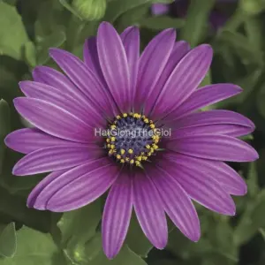 Hạt Giống Hoa Cúc Châu Phi ASTI Purple