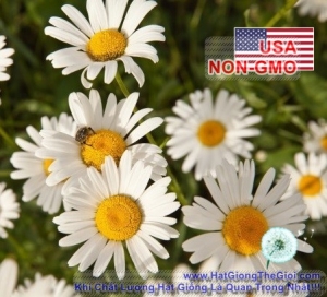 hat giong hoa cuc chi trang   60cm shasta  chrysanthemum
