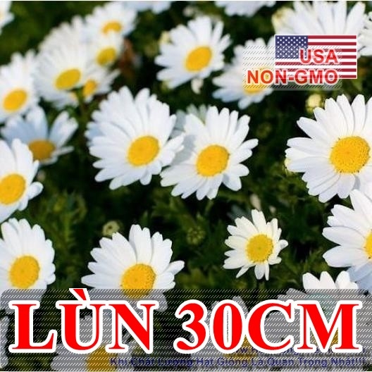 hat giong hoa cuc chi trang   sieu lun creeping 30cm  chrysanthemum