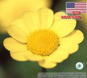 Hạt Giống Hoa Cúc Chi Vàng (Chrysanthemum multicaule)