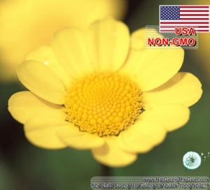 hat giong hoa cuc chi vang  chrysanthemum multicaule