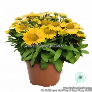 Hạt Giống Hoa Cúc Công Chúa Arizona Apricot