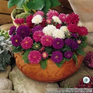 Hạt Giống Hoa Cúc Đài Loan Lùn 20cm Mix Màu (Callistephus)