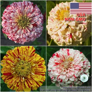hat giong hoa cuc la nham   candystripe  zinnia eleganz