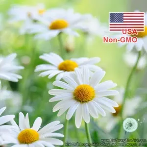 Hạt Giống Hoa Cúc Họa Mi Marguerite 50cm (Chrysanthemum leucanthemum)
