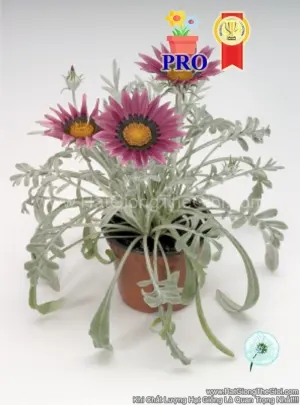 Hạt Giống Hoa Cúc Huân Chương Talent Hồng F1Pro