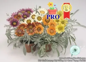 Hạt Giống Hoa Cúc Huân Chương Talent Mix F1Pro
