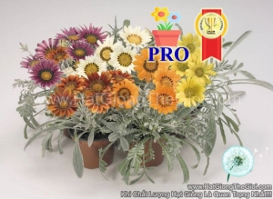 hat giong hoa cuc huan chuong talent mix f1pro
