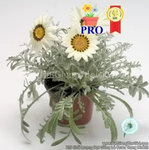 Hạt Giống Hoa Cúc Huân Chương Talent Trắng F1Pro
