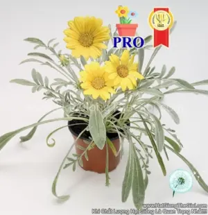 Hạt Giống Hoa Cúc Huân Chương Talent Vàng Chanh F1Pro