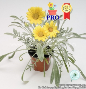 hat giong hoa cuc huan chuong talent vang chanh f1pro