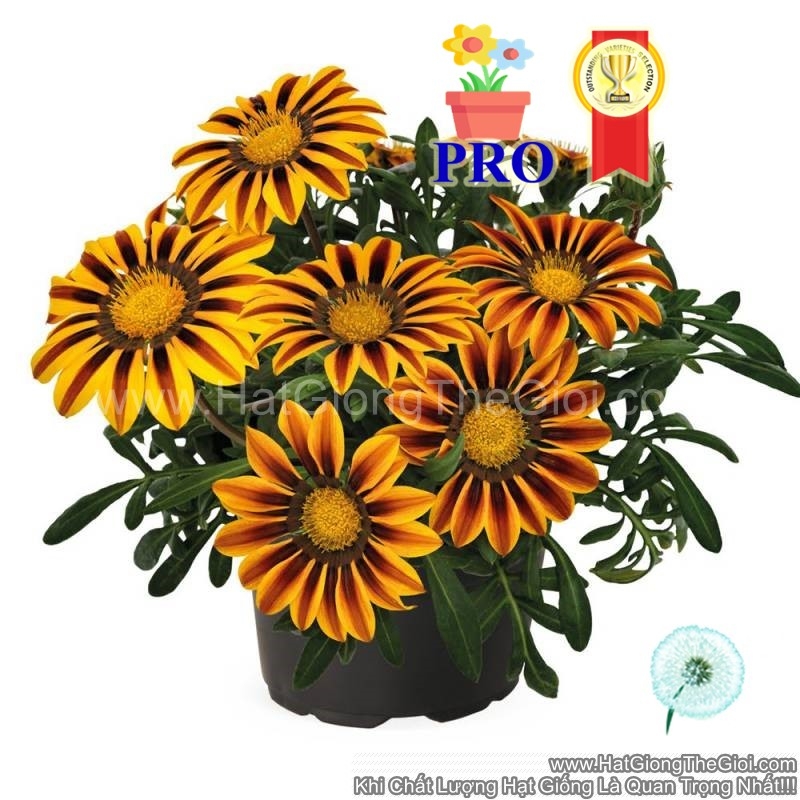 hat giong hoa cuc huan chuong zany ban mai f1pro
