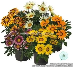 Hạt Giống Hoa Cúc Huân Chương ZANY Mix