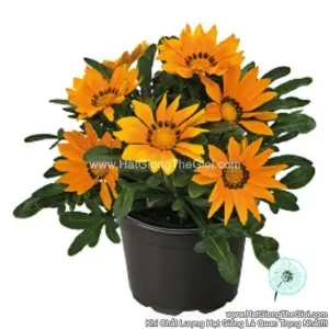 Hạt Giống Hoa Cúc Huân Chương ZANY Orange