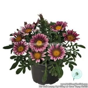 Hạt Giống Hoa Cúc Huân Chương ZANY Pink