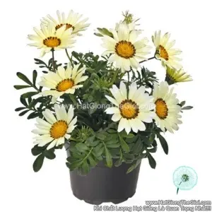 Hạt Giống Hoa Cúc Huân Chương ZANY White