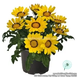 Hạt Giống Hoa Cúc Huân Chương ZANY Yellow