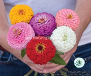 hat giong hoa cuc la nham cat canh 7cm mix tg86
