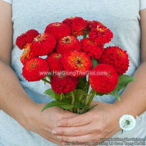 hat giong hoa cuc la nham cat canh 7cm tg86 scarlet