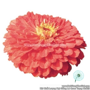 hat giong hoa cuc la nham giant coral f1pro