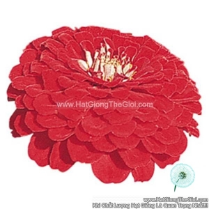 hat giong hoa cuc la nham giant deep red f1pro