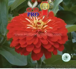 Hạt Giống Hoa Cúc Lá Nhám Giant Đỏ Scarlet F1Pro