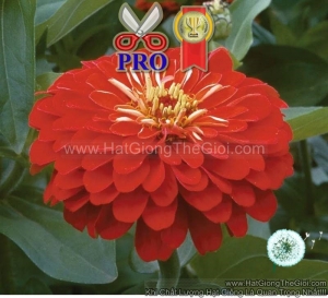 hat giong hoa cuc la nham giant do scarlet f1pro