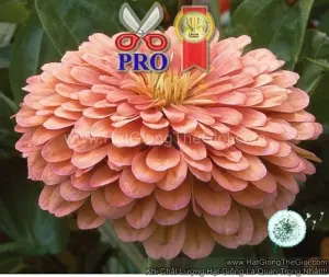 Hạt Giống Hoa Cúc Lá Nhám Giant Hồng Salmon F1Pro