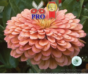 hat giong hoa cuc la nham giant hong salmon f1pro