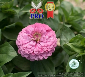 hat giong hoa cuc la nham giant hong sang f1pro