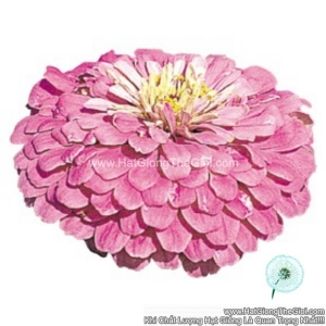 hat giong hoa cuc la nham giant lilac f1pro