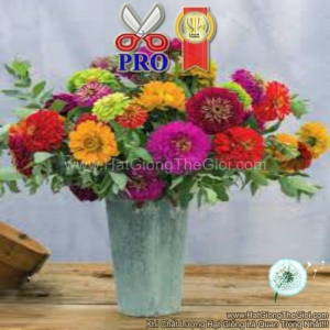 hat giong hoa cuc la nham giant mix