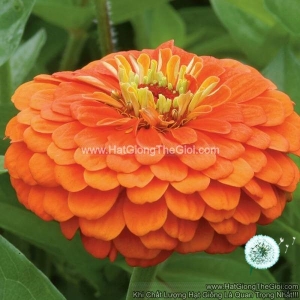 hat giong hoa cuc la nham giant orange f1pro