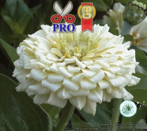 hat giong hoa cuc la nham giant trang f1pro