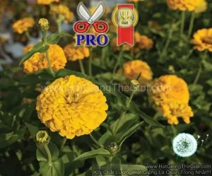 Hạt Giống Hoa Cúc Lá Nhám Giant Vàng Gold F1Pro