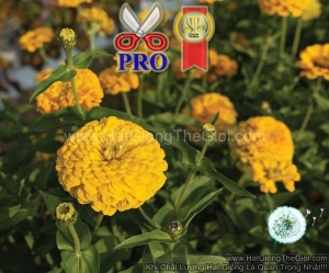 hat giong hoa cuc la nham giant vang gold f1pro