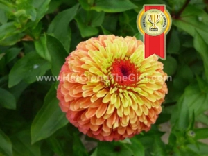 hat giong hoa cuc la nham kep cam chanh tg93