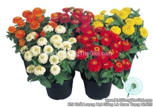 hat giong hoa cuc la nham kep lun 20cm tg257 mix