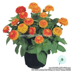 hat giong hoa cuc la nham kep lun 20cm tg257 orange