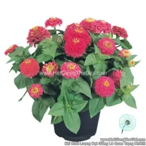 Hạt Giống Hoa Cúc Lá Nhám Kép Lùn 20cm TG257 Rose