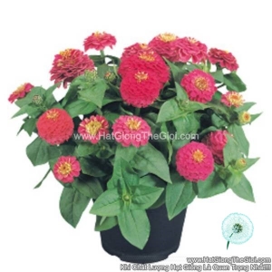 hat giong hoa cuc la nham kep lun 20cm tg257 rose