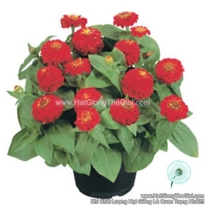 hat giong hoa cuc la nham kep lun 20cm tg257 scarlet