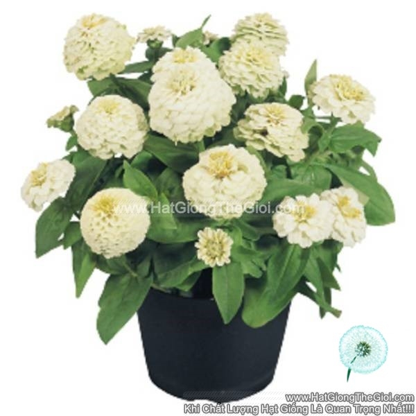 hat giong hoa cuc la nham kep lun 20cm tg257 white