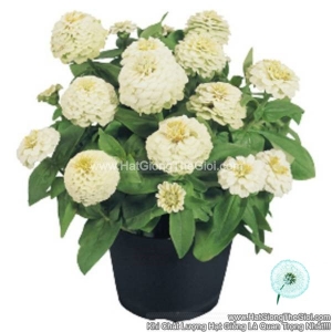 hat giong hoa cuc la nham kep lun 20cm tg257 white