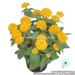 hat giong hoa cuc la nham kep lun 20cm tg257 yellow