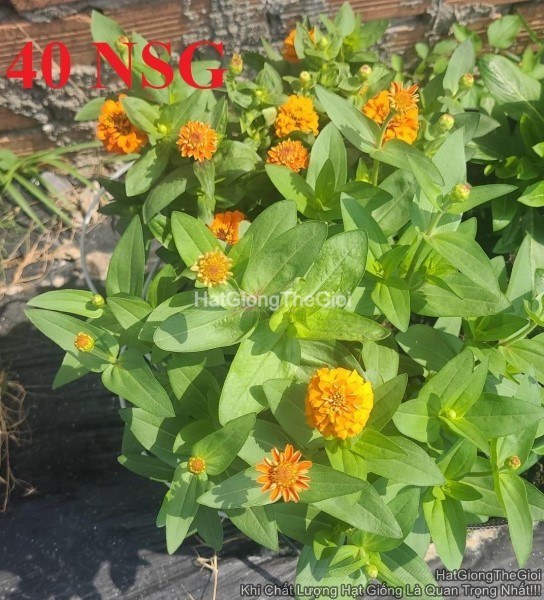 hat giong hoa cuc la nham kep lun tg244 orange
