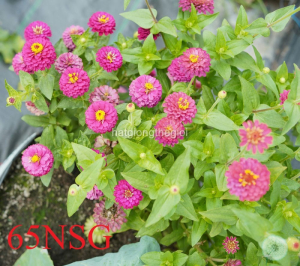 hat giong hoa cuc la nham kep lun tg244 pink